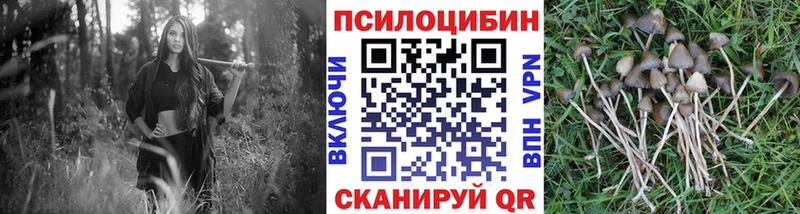 мориарти клад  blacksprut ONION  Псилоцибиновые грибы прущие грибы  Ахтубинск  что такое  
